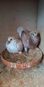 2 koppel jonge marathon duiven, Dieren en Toebehoren
