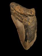 Prachtige megalodon tand uit south carolina 11,7 cm, Verzamelen, Ophalen of Verzenden, Fossiel