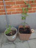 Planten winterhard, Tuin en Terras, Ophalen