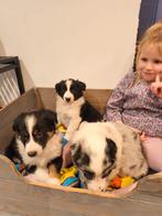 Lieve Border Collie pups, Parvo, België, Fokker | Hobbymatig, 8 tot 15 weken