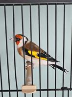 chardonnerets, Animaux & Accessoires, Mâle, Oiseau chanteur sauvage, Bagué