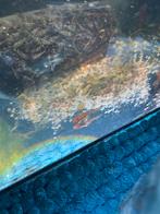 Rode  Algeneter kortefin  10 stuks 3 € per, Dieren en Toebehoren