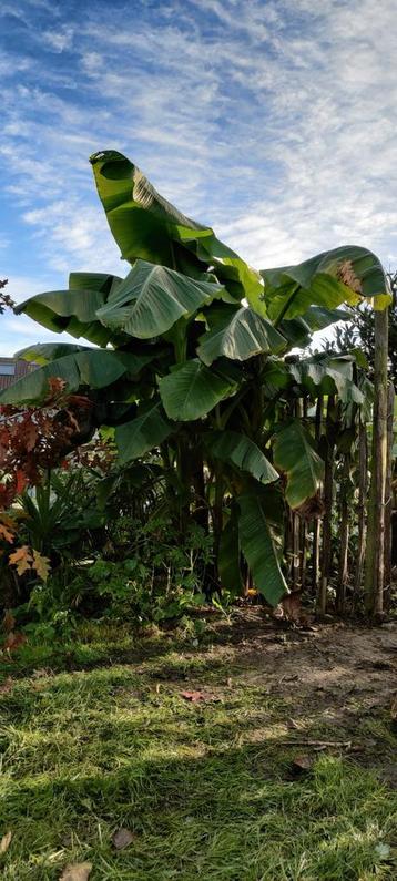 Bananenplanten beschikbaar voor biedingen