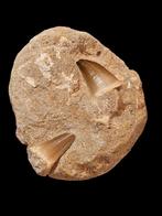 Dubbele mosasaurus hoffmanni tand in matrix 10,2 cm., Verzamelen, Ophalen of Verzenden, Fossiel