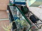 Groot terrarium, Dieren en Toebehoren, Reptielen en Amfibieën | Toebehoren, Ophalen, Zo goed als nieuw