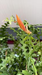 Epiphyllum, Huis en Inrichting, Kamerplanten, 100 tot 150 cm, Cactus, Bloeiende kamerplant, Halfschaduw