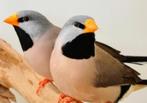 Geel snavel spitsstaart amadines, Dieren en Toebehoren, Vogels | Overige Vogels