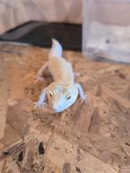 Reptile gecko léopard, Enlèvement