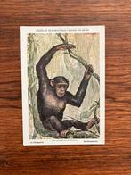 Beschermde Zoogdieren In Belgisch Congo nr. 2, Verzamelen, Postkaarten | Dieren, Ophalen of Verzenden, 1940 tot 1960, Ongelopen