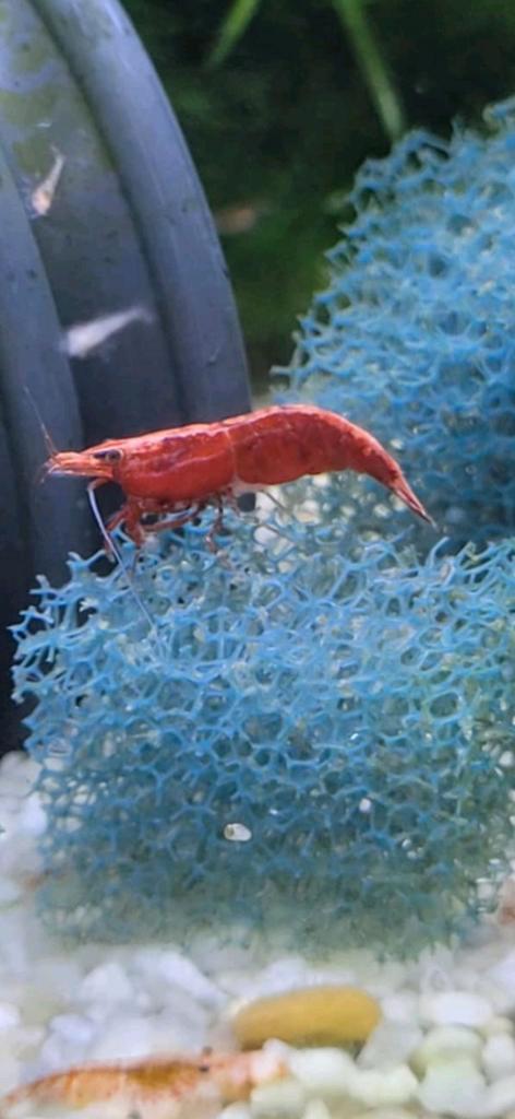 verschillende garnaaltjes te koop, Dieren en Toebehoren, Vissen | Aquariumvissen