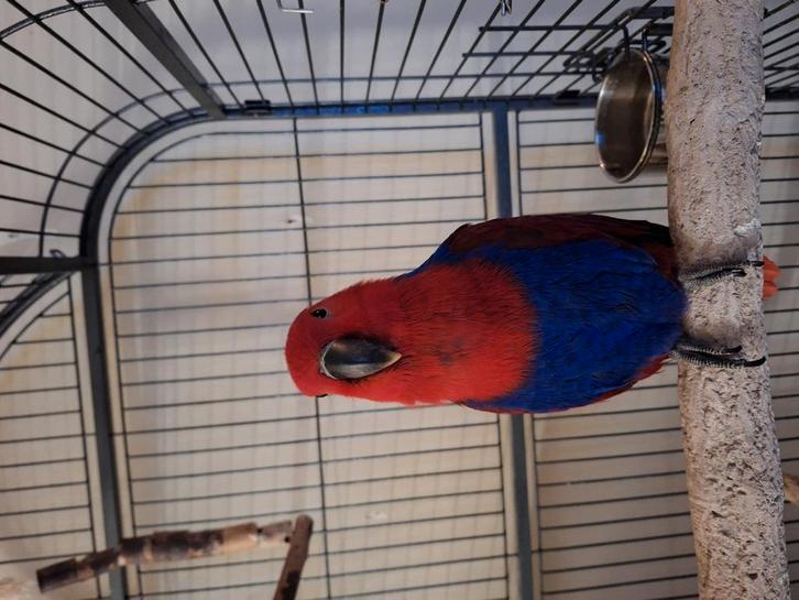 Heel lieve en heel rustige edel papegaai pop, Dieren en Toebehoren, Vogels | Parkieten en Papegaaien, Papegaai