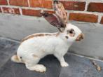 Reuznvlinder/lotharinger (driekleur), Dieren en Toebehoren