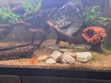 Sluier zebra danio"s-4 stuks beschikbaar voor biedingen