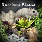 Prachtige allerschattigste troetelhamstertjes (4-8 weken), Animaux & Accessoires, Rongeurs, Hamster, Décembre, Domestique, Plusieurs animaux