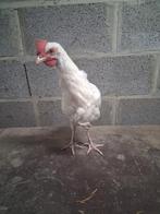 Super lief haantje, Dieren en Toebehoren, Pluimvee, Mannelijk, Kip