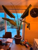 Grote strelitzia kamerplant, Ophalen