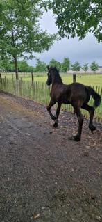 Super mooi beloftevol Fries merrieveulen, Dieren en Toebehoren, Paarden, Merrie, Niet van toepassing, Dressuurpaard, Gechipt