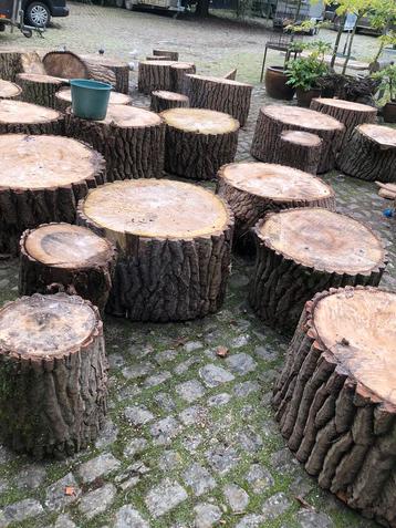 boomstam in schijven  beschikbaar voor biedingen