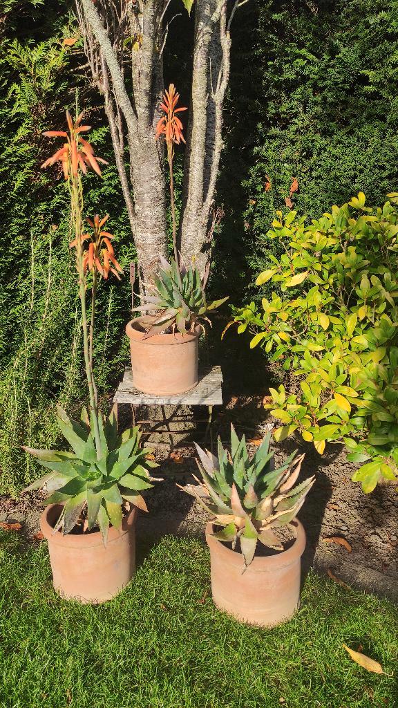 plant in pot Aloe Vera (3 x), Tuin en Terras, Planten | Tuinplanten, Vaste plant, Overige soorten, Volle zon, Herfst, Ophalen