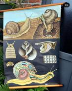 Oude schoolplaat 'De Romeinse slak', Antiek en Kunst, Ophalen of Verzenden, Natuur en Biologie