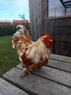 Tamme Cochin hanen, Dieren en Toebehoren, Mannelijk, Kip