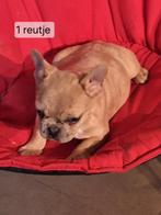 Franse bulldog puppy's, Dieren en Toebehoren, België, CDV (hondenziekte), 8 tot 15 weken, Bulldog