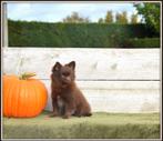 Heel mooi Chocolat kleurig Pomchi reutje, Dieren en Toebehoren, Honden | Niet-rashonden, België, CDV (hondenziekte), 8 tot 15 weken