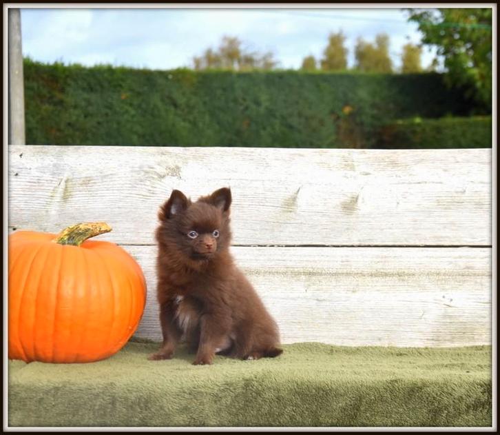 Heel mooi Chocolat kleurig Pomchi reutje, Dieren en Toebehoren, Honden | Niet-rashonden, Klein, Meerdere dieren, Fokker | Professioneel