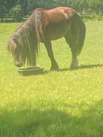 Trekpaard merrie, Dieren en Toebehoren, Paarden, Merrie, Onbeleerd
