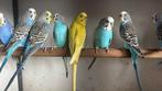 Mooie Forse Grasparkieten - Mix Kleuren, Dieren en Toebehoren