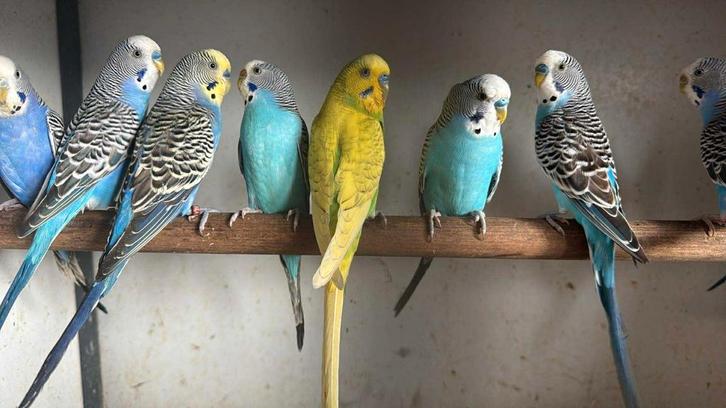 Mooie Forse Grasparkieten - Mix Kleuren, Dieren en Toebehoren, Vogels | Parkieten en Papegaaien