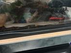 Terrarium met Hognose, Ophalen, Zo goed als nieuw