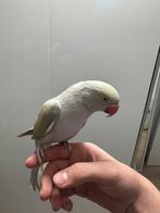 Perruche a collier aprivoisé avec cage, Dieren en Toebehoren, Vogels | Parkieten en Papegaaien, Parkiet