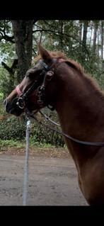 Sportpony 1,37, Dieren en Toebehoren, Pony's