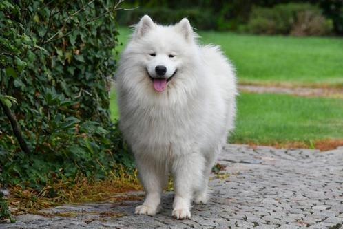 Samojeed Dekreu (FCI Stamboom), Dieren en Toebehoren, Honden | Dekreuen, Reu, Fokker | Professioneel, Eén hond, België, 3 tot 5 jaar