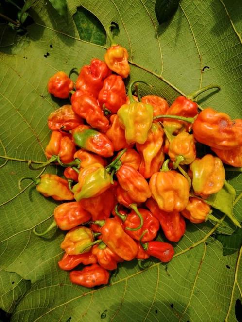 50 graines de piments antillais HABANERO HOT, Jardin & Terrasse, Bulbes & Semences, Printemps, Enlèvement ou Envoi