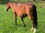 Drachtige merrie met bewezen sportprestaties en fokwaarde, Dieren en Toebehoren, Paarden, Merrie, Springpaard, Gechipt, Niet van toepassing