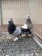 Super takla mardin takkali, Dieren en Toebehoren, Vogels | Duiven