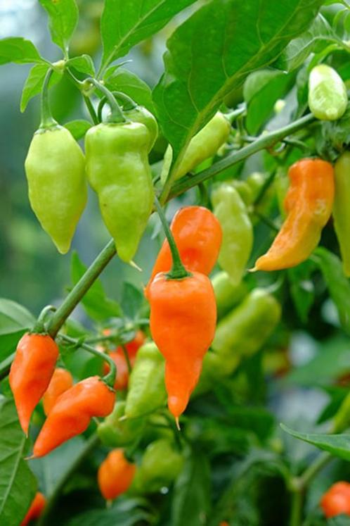 Peperzaden HABANADA (20 stuks), Tuin en Terras, Bloembollen en Zaden, Zaad, Voorjaar, Volle zon, Verzenden
