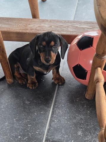 5 maanden black tan dwergteckeltje beschikbaar voor biedingen