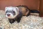 Zeer tamme fret, Dieren en Toebehoren, Knaagdieren, Fret, Mannelijk, Mei, Tam