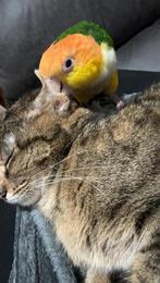 Zeer hand tamme caique te koop + kooi, Enlèvement, Neuf