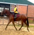 Brave 5j merrie, Dieren en Toebehoren, Merrie