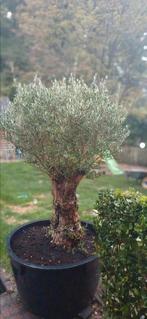 grote olijfboom, Tuin en Terras, Ophalen
