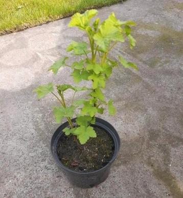 Rode bes planten (aalbes), Enlèvement, Plante fixe, Plantes fruitières