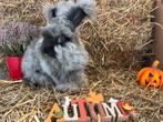 Super schattige raszuivere engelse angora konijntjes, Dieren en Toebehoren, Konijnen, Mannelijk, Middelgroot, 0 tot 2 jaar