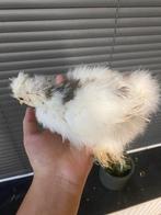 USA Zijdehoen te koop, Dieren en Toebehoren