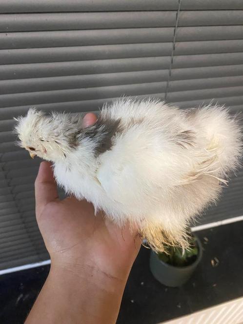 USA Zijdehoen te koop, Dieren en Toebehoren, Pluimvee