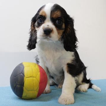 Schattige Cavalier King Charles pups te koop (Belgisch) beschikbaar voor biedingen
