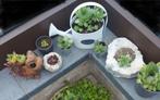 Vetplantje Huislook en Sedum: 2 stuks voor 1€, Ophalen, Bodembedekkers, Volle zon, Vaste plant